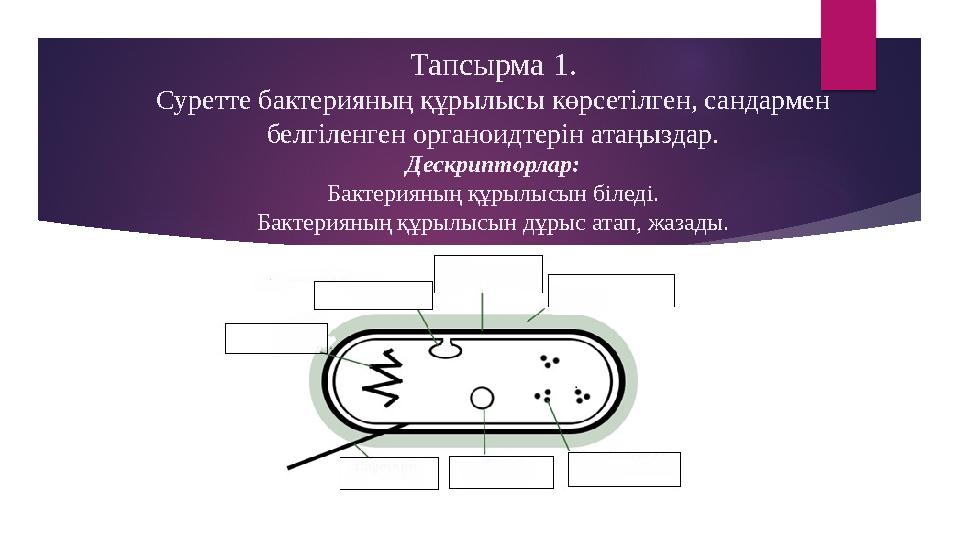 Тапсырма 1. Суретте бактерияның құрылысы көрсетілген, сандармен белгіленген органоидтерін атаңыздар. Дескрипторлар: Бактерияның