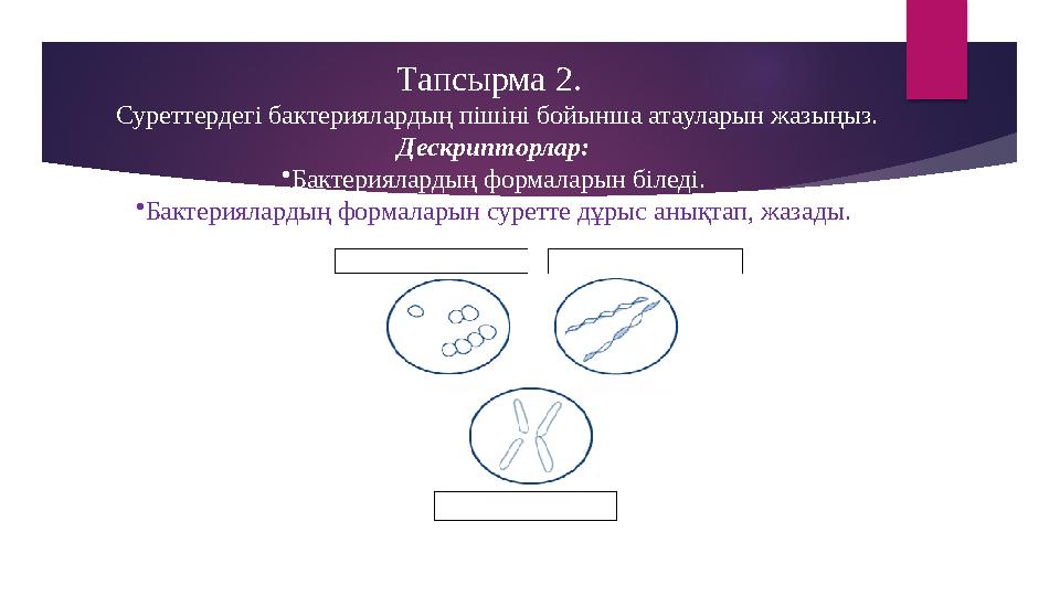 Тапсырма 2. Суреттердегі бактериялардың пішіні бойынша атауларын жазыңыз. Дескрипторлар: • Бактериялардың формаларын біледі.