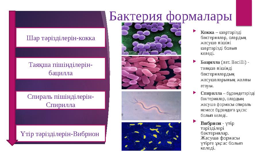 Бактерия формалары Шар тәрізділерін-кокка Таяқша пішінділерін- бацилла Спираль пішінділерін- Спирилла Үтір тә