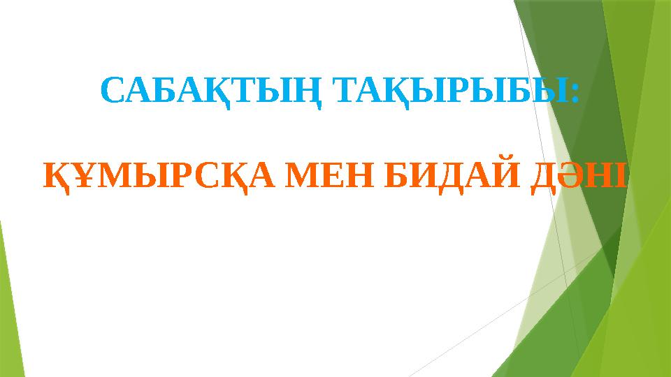 САБА ҚТЫҢ ТАҚЫРЫБЫ: ҚҰМЫРСҚА МЕН БИДАЙ ДӘНІ