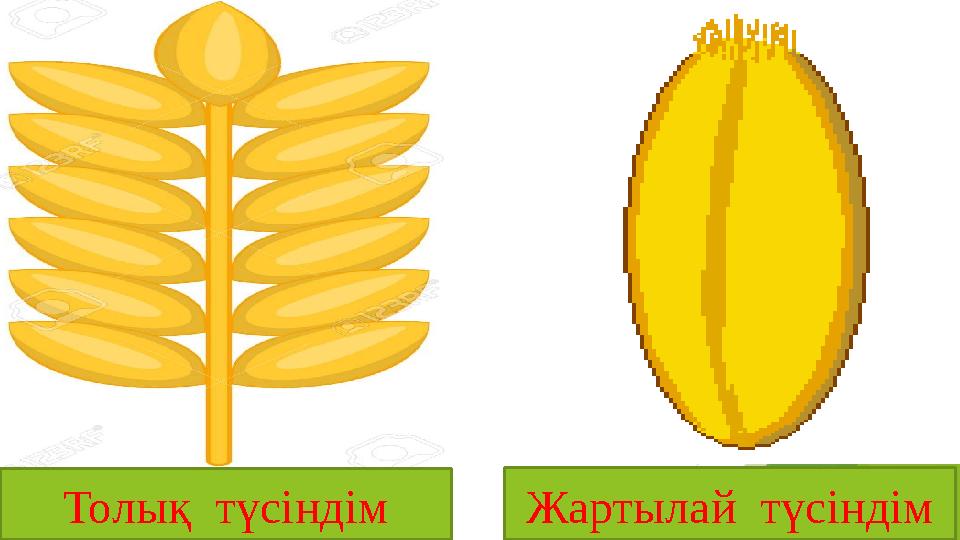 Толық түсіндім Жартылай түсіндім
