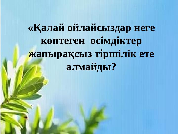 Ірі пішімдегі жоптың фотосы