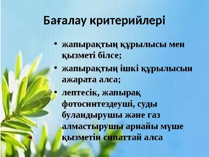 Ба ғалау критерийлері • жапырақтың құрылысы мен қызметі білсе; • жапырақтың ішкі құрылысын ажарата алса; • лептесік, жапырақ