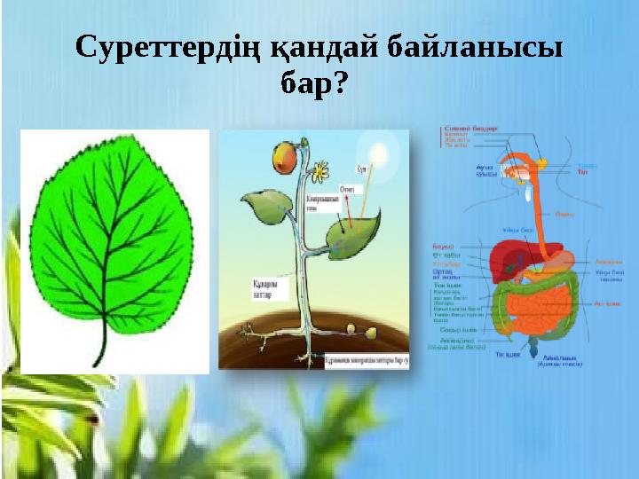 Суреттердің қандай байланысы бар?
