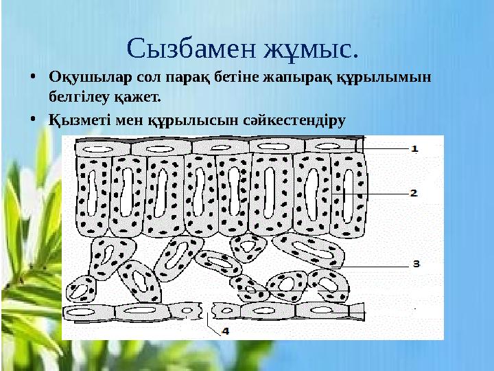 Сызбамен жұмыс. • Оқушылар сол парақ бетіне жапырақ құрылымын белгілеу қажет. • Қызметі мен құрылысын сәйкестендіру