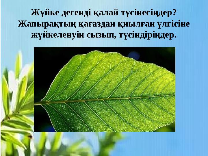 Жүйке дегенді қалай түсінесіңдер? Жапырақтың қағаздан қиылған үлгісіне жүйкеленуін сызып, түсіндіріңдер.