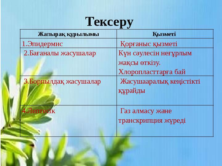 Тексеру Жапырақ құрылымы Қызметі 1. Эпидермис Қорғаныс қызметі 2.Бағаналы жасушалар Күн сәулесін неғұрлым жақсы өткізу.