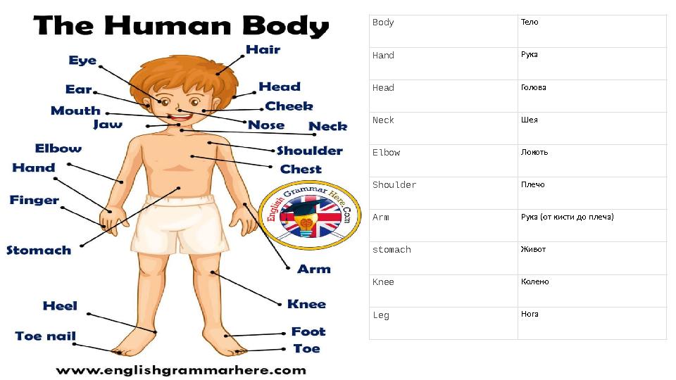 Body Тело Hand Рука Head Голова Neck Шея Elbow Локоть Shoulder Плечо Arm Рука (от кисти до плеча) stomach Живот Knee Колено Leg