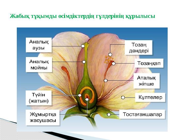 Жабық тұқымды өсімдіктердің гүлдерінің құрылысы