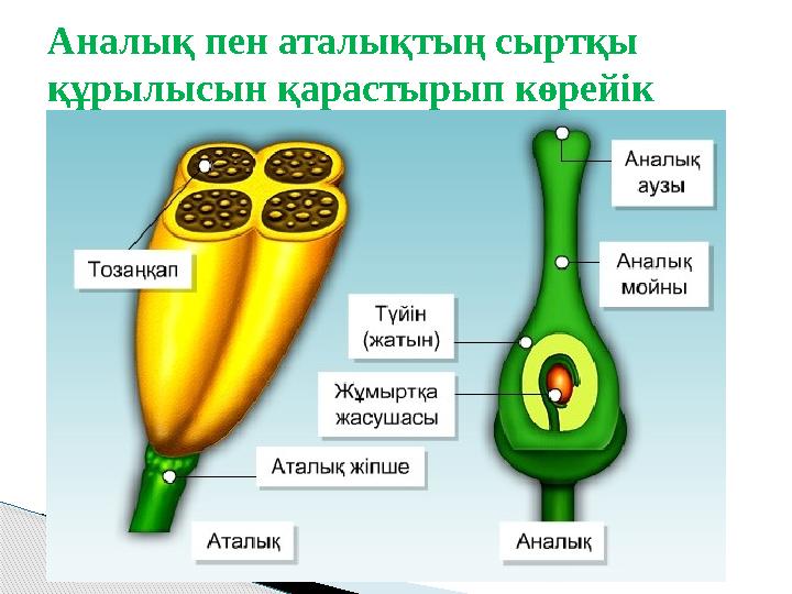 Аналық пен аталықтың сыртқы құрылысын қарастырып көрейік