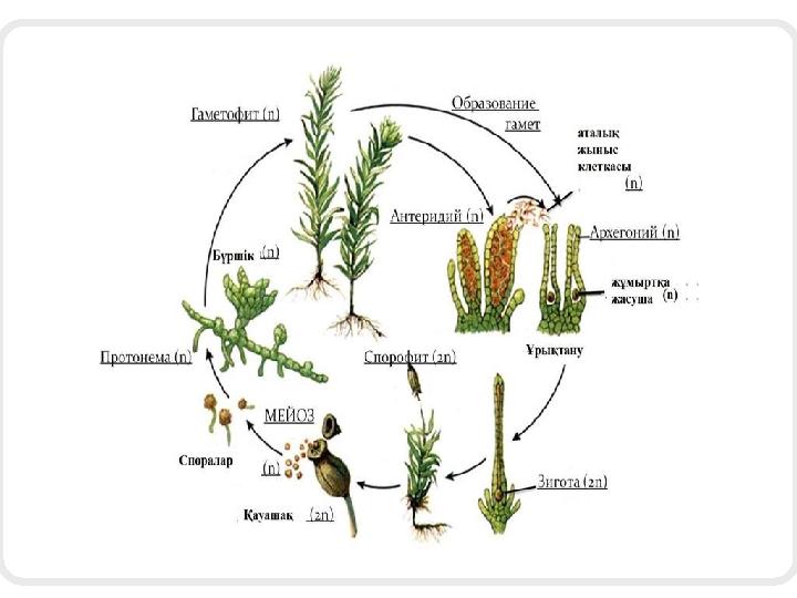 Строение гаметофита моховидных