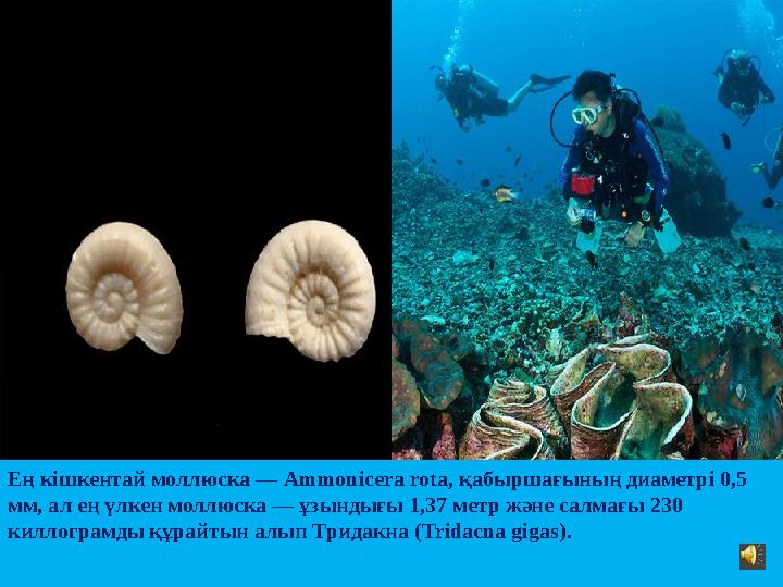 Ең кішкентай моллюска — Ammonicera rota, қабыршағының диаметрі 0,5 мм, ал ең үлкен моллюска — ұзындығы 1,37 метр және салмағы