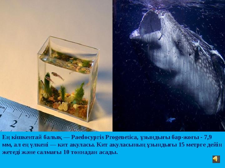 Ең кішкентай балық — Paedocypris Progenetica, ұзындығы бар-жоғы - 7,9 мм, ал ең үлкені — кит акуласы. Кит акуласының ұзындығы
