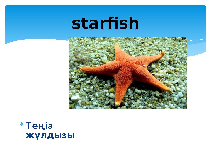 starfish  Теңіз жұлдызы
