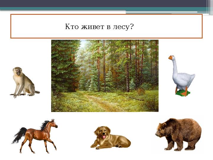 Кто живет в лесу?