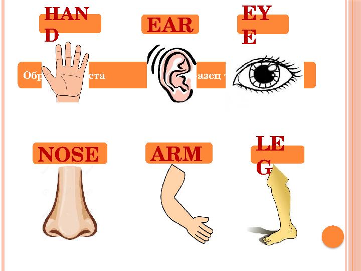Образец текста Образец текстаHAN D EAR EY E NOSE ARM LE G