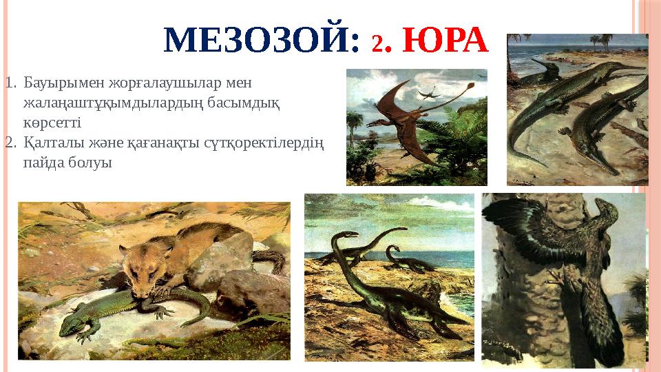 МЕЗОЗОЙ: 2 . ЮРА 1. Бауырымен жорғалаушылар мен жалаңаштұқымдылардың басымдық көрсетті 2. Қалталы және қағанақты сүтқоректіле