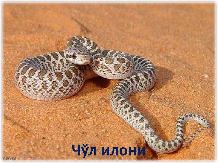 Чўл илони