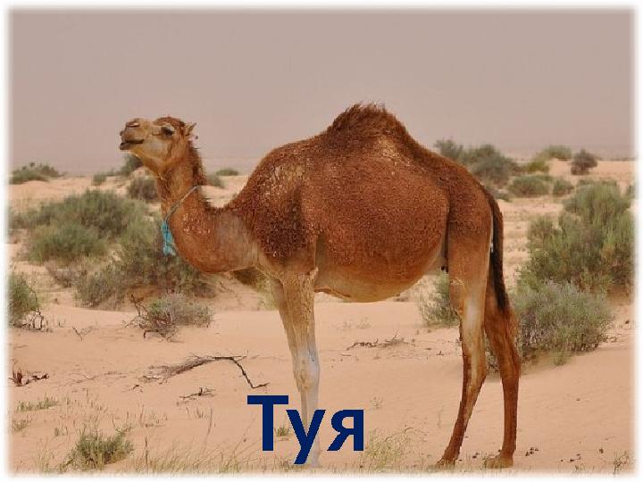 Туя