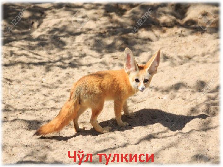 Чўл тулкиси