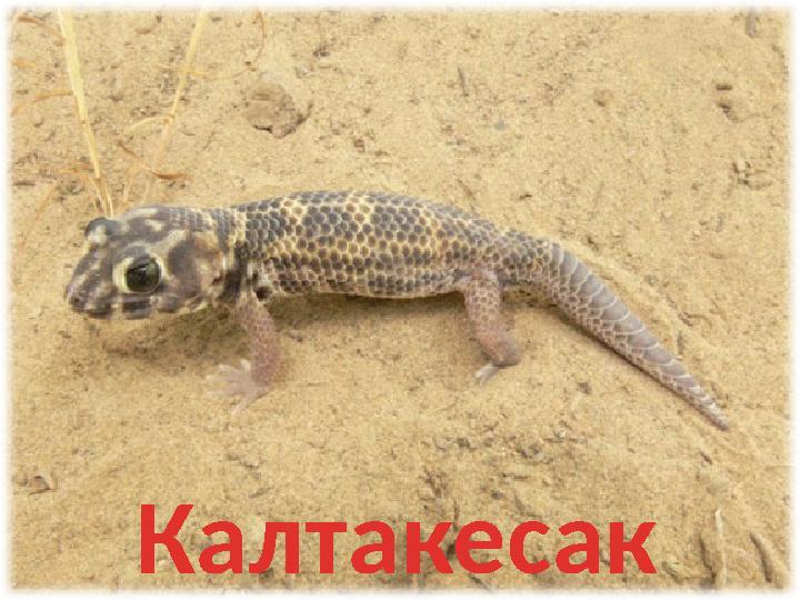 Калтакесак