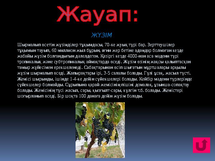 Шырмалып өсетін жүзімділер тұқымдасы, 70-ке жуық түрі бар. Зерттеушілер тұқымын тауып, 60 миллион жыл бұрын, яғни жер бетіне а