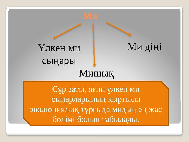Ми Мишық Ми діңі Үлкен ми сыңары Сұр заты, яғни үлкен ми сыңарларының қыртысы эволюциялық тұрғыда мидың ең жас бөлімі болып