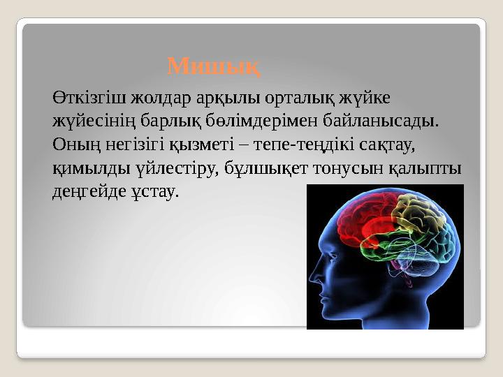 Мишық Өткізгіш жолдар арқылы орталық жүйке жүйесінің барлық бөлімдерімен байланысады. Оның негізігі қызметі – тепе-теңдікі сақ