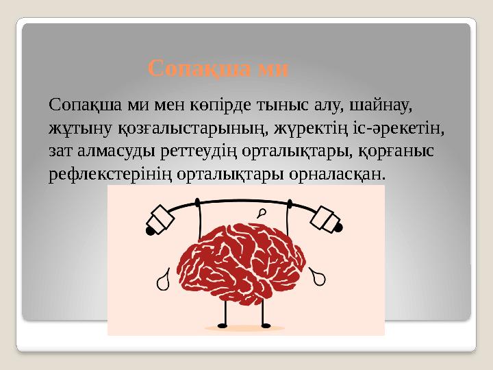 Сопақша ми Сопақша ми мен көпірде тыныс алу, шайнау, жұтыну қозғалыстарының, жүректің іс-әрекетін, зат алмасуды реттеудің орт
