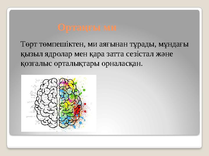 Ортаңғы ми Төрт төмпешіктен, ми аяғынан тұрады, мұндағы қызыл ядролар мен қара затта сезістал және қозғалыс орталықтары орнала