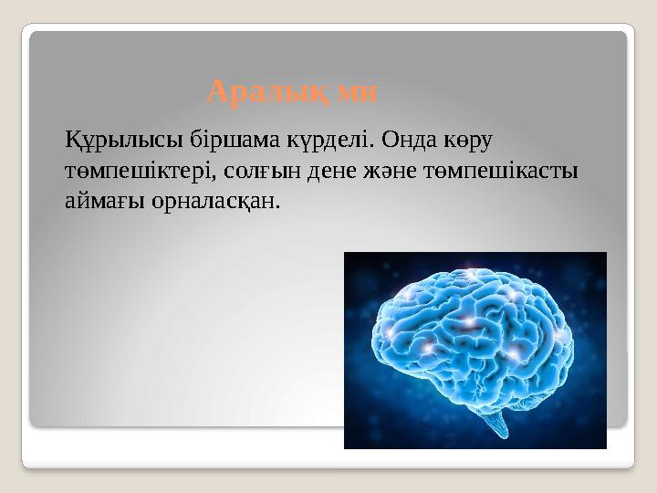Аралық ми Құрылысы біршама күрделі. Онда көру төмпешіктері, солғын дене және төмпешікасты аймағы орналасқан.