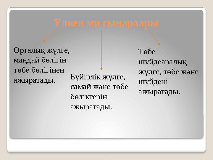 Үлкен ми сыңарлары Орталық жүлге, маңдай бөлігін төбе бөлігінен ажыратады. Бүйірлік жүлге, самай және төбе бөліктерін ажыр