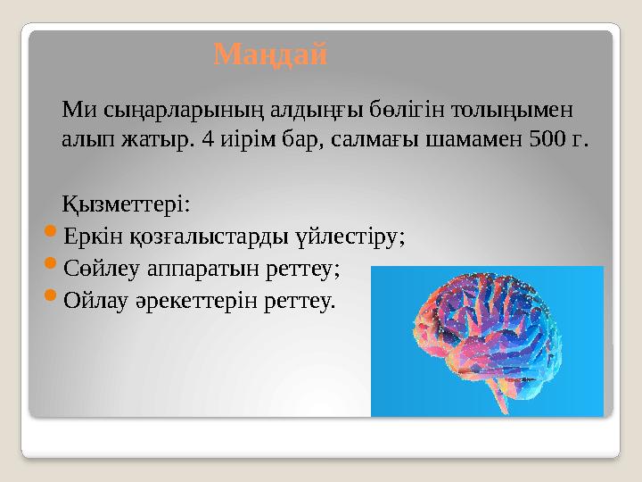 Маңдай Ми сыңарларының алдыңғы бөлігін толыңымен алып жатыр. 4 иірім бар, салмағы шамамен 500 г . Қызметтері:  Еркін қозғалыс