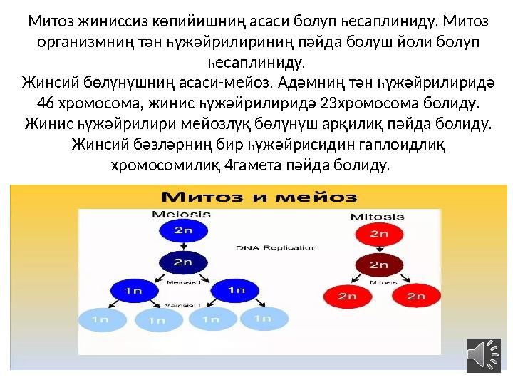 Митоз жиниссиз көпийишниң асаси болуп һесаплиниду. Митоз организмниң тән һүжәйрилириниң пәйда болуш йоли болуп һесаплиниду. Ж