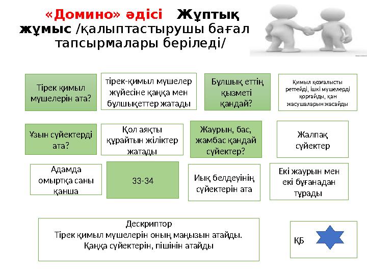 «Домино» әдісі Жұптық жұмыс /қалыптастырушы бағалау тапсырмалары беріледі/ тірек-қимыл мүшелер жүйесіне қаңқа мен бұлшы