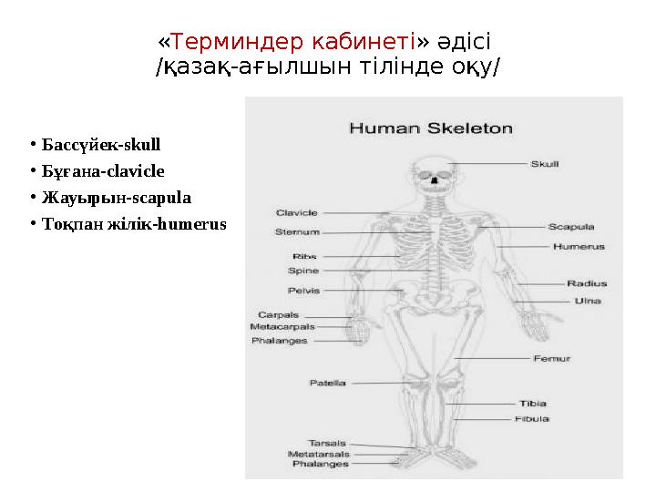 « Терминдер кабинеті » әдісі /қазақ-ағылшын тілінде оқу/ • Бассүйек-skull • Бұғана-clavicle • Жауырын-scapula • Тоқпан жілік-hu