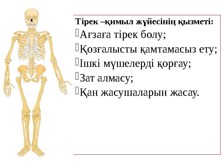 Тірек –қимыл жүйесінің қызметі: - Ағзаға тірек болу; - Қозғалысты қамтамасыз ету; - Ішкі мүшелерді қорғау; - Зат алмасу; - Қан ж