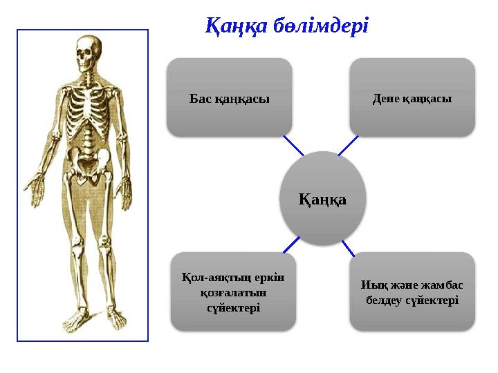 Қаңқа бөлімдері Бас қаңқасы Дене қаңқасы Қол-аяқтың еркін қозғалатын сүйектері Иық және жамбас белдеу сүйектеріҚаңқа