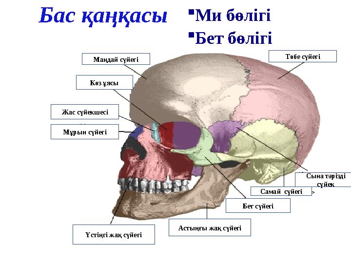 Бас қаңқасы  Ми бөлігі  Бет бөлігі Маңдай сүйегі Төбе сүйегі Көз ұясы Жас сүйекшесі Мұрын сүйегі Үстіңгі жақ сүйегі Астыңғы жа