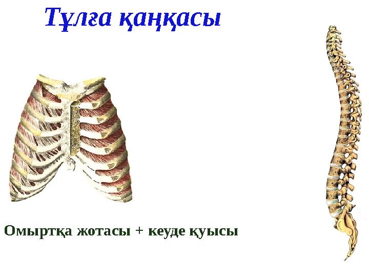 Тұлға қаңқасы Омыртқа жотасы + кеуде қуысы