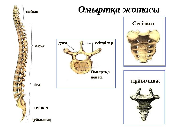 Омыртқа жотасы мойын кеуде бел сегізкөз құйымшақ доға өсінділер Омыртқа денесі Сегізкөз құйымшақ