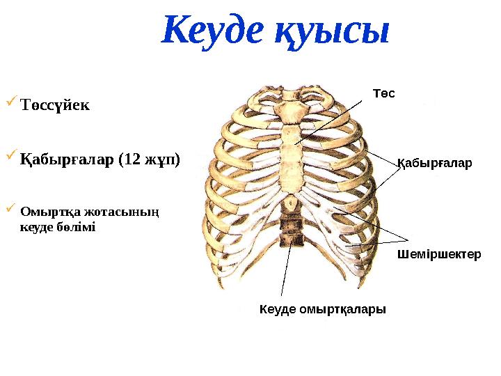 Кеуде қуысы  Төссүйек  Қабырғалар (12 жұп)  Омыртқа жотасының кеуде бөлімі Төс Қабырғалар Шеміршектер Кеуде омыртқалары