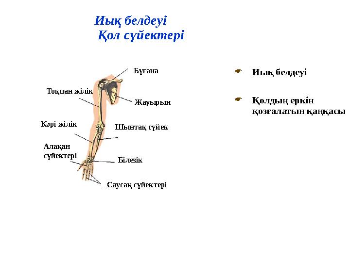 Иық белдеуі Қол сүйектері  Иық белдеуі  Қолдың еркін қозғалатын қаңқасыБұғана ЖауырынТоқпан жілік Кәрі жілік Шынтақ сүйек Бі