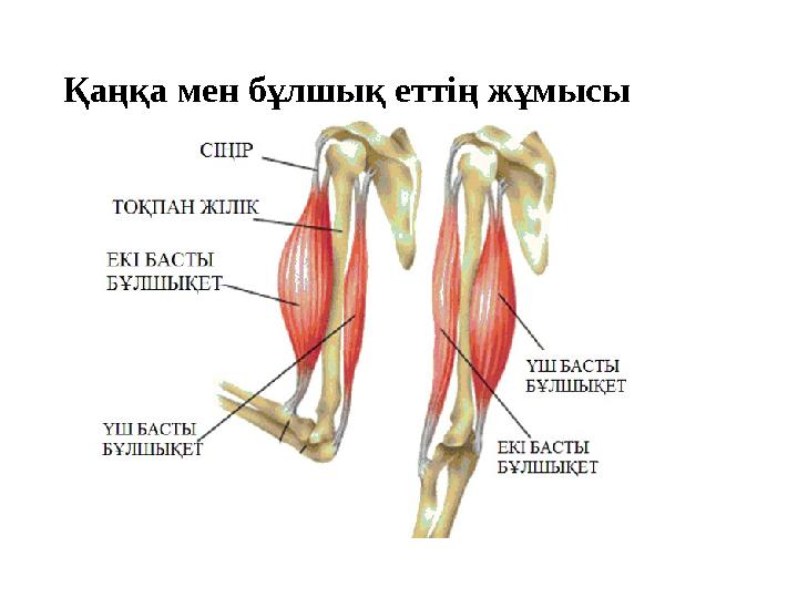 Қаңқа мен бұлшық еттің жұмысы