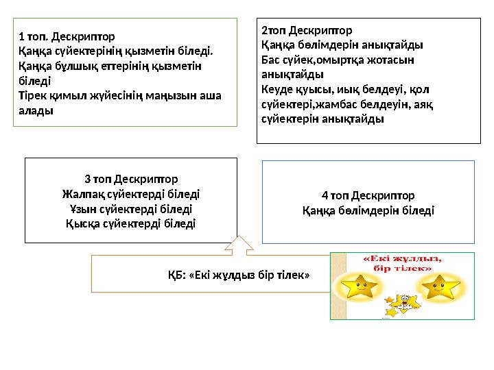 1 топ. Дескриптор Қаңқа сүйектерінің қызметін біледі. Қаңқа бұлшық еттерінің қызметін біледі Тірек қимыл жүйесінің маңызын аша