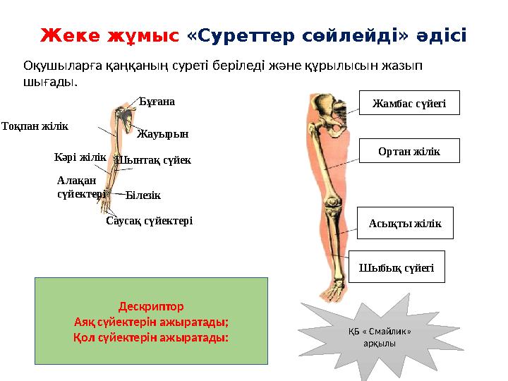 Жеке жұмыс «Суреттер сөйлейді» әдісі Оқушыларға қаңқаның суреті беріледі және құрылысын жазып шығады. Бұғана ЖауырынТоқпан жіл