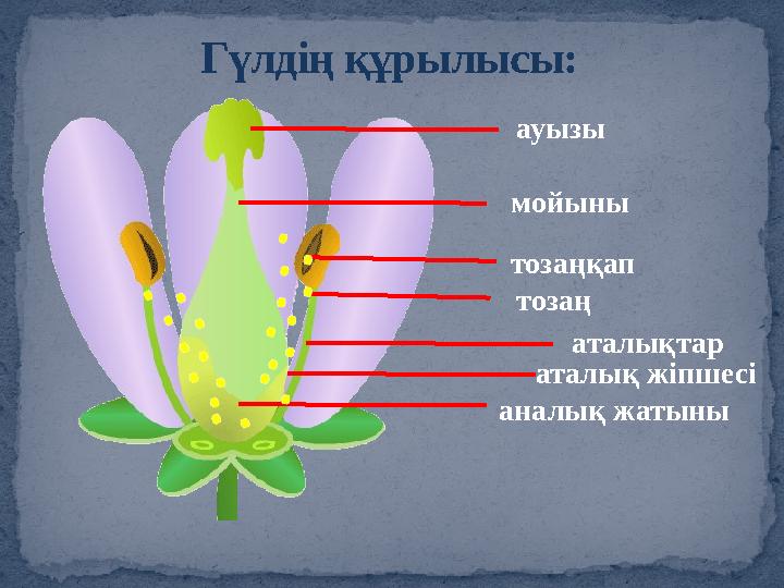 Гүлдің құрылысы: ауызы мойыны тозаңқап тозаң аталықтар аталық жіпшесі аналық жатыны