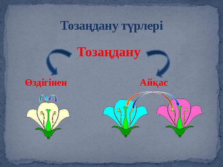 Тозаңдану түрлері Тозаңдану Өздігінен Айқас