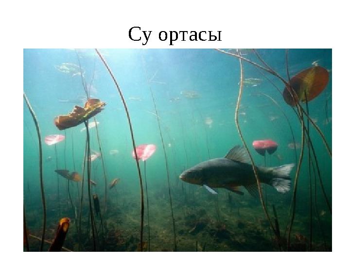 Су ортасы