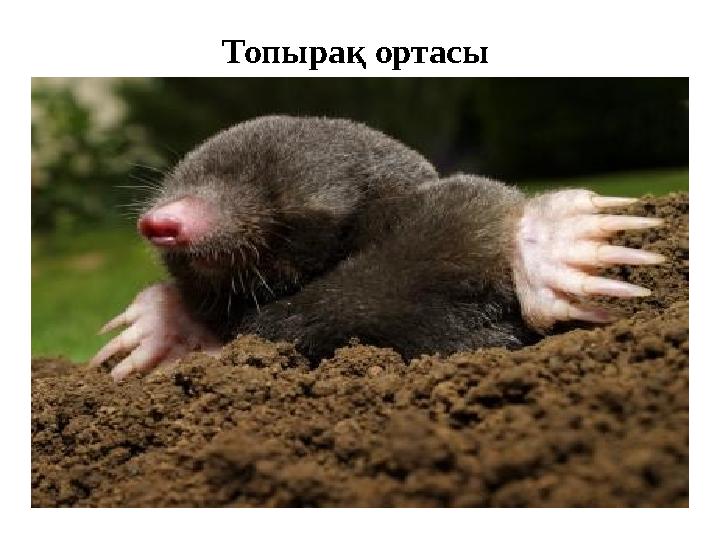 Топырақ ортасы